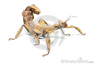 Female spiny leaf insect, Extatosoma tiaratum, Stock Photo