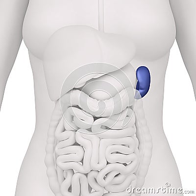 Female Spleen And Abdominal Organs - Anterior View Royalty Free Stock