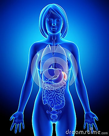 Female spleen and abdominal organs in blue x-ray Cartoon Illustration