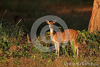 Female spotted deer Stock Photo