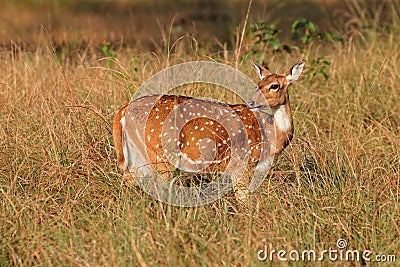 Female spotted deer Stock Photo