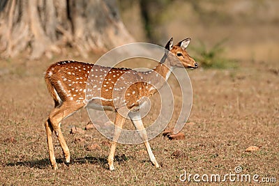 Female spotted deer - Kanha National Park Stock Photo