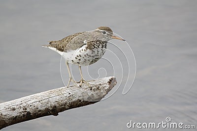 Female Spotted Sandpiper in Alaska Stock Photo