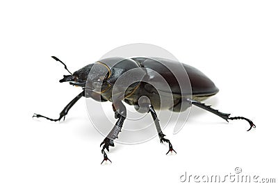 Female stag beetle Stock Photo