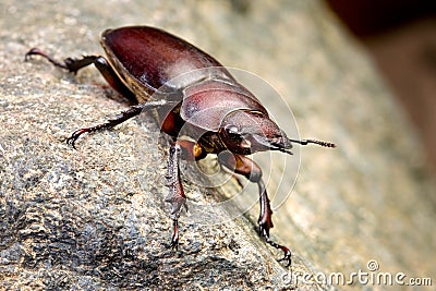 Female Stag Beetle Stock Photo