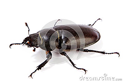 Female Stag Beetle isolated on white Stock Photo