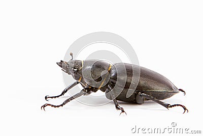 Female Stag Beetle isolated on white Stock Photo