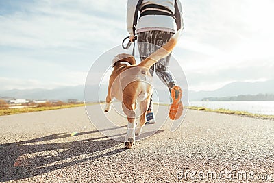 Female starting the morning jogging with his beagle dog by the asphalt running track. Bright sunny Morning Canicross exercises. Stock Photo