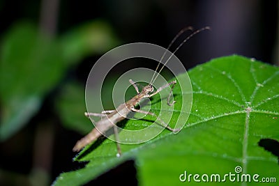 Female stick insect on leaves on nature background. Walking stick insects, stick-bugs or ghost insect. Close up ansect animal Stock Photo
