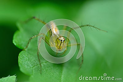Female striped lynx spider (Oxyopes salticus) Stock Photo