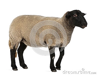 Female Suffolk sheep, Ovis aries, 2 years old Stock Photo