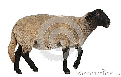 Female Suffolk sheep, Ovis aries, 2 years old Stock Photo