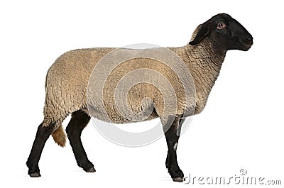 Female Suffolk sheep, Ovis aries, 2 years old Stock Photo