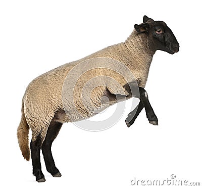Female Suffolk sheep, Ovis aries, 2 years old Stock Photo