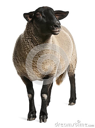 Female Suffolk sheep, Ovis aries, 2 years old Stock Photo