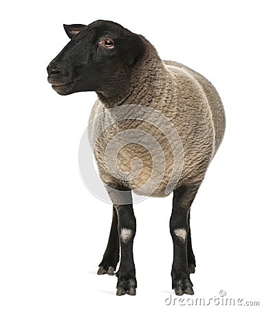 Female Suffolk sheep, Ovis aries, 2 years old Stock Photo