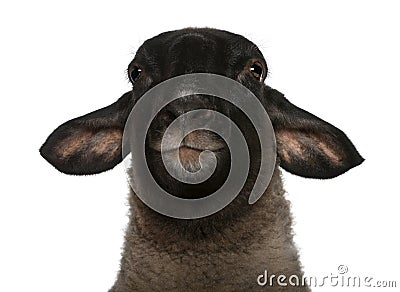 Female Suffolk sheep, Ovis aries, 2 years old Stock Photo