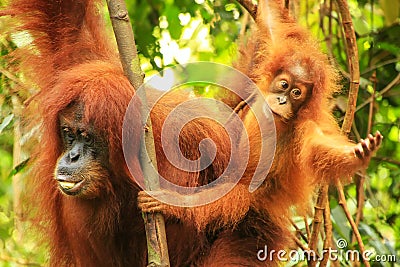 Female Sumatran orangutan with a baby sitting on a tree in Gunung Leuser National Park, Sumatra, Indonesia Stock Photo