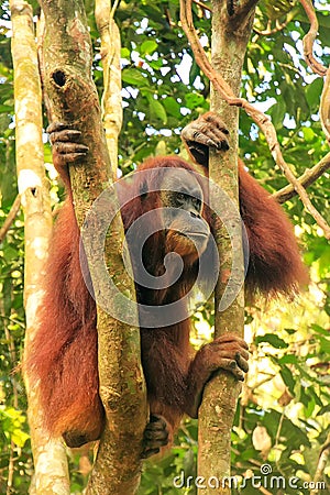 Female Sumatran orangutan sitting in a tree in Gunung Leuser Nat Stock Photo