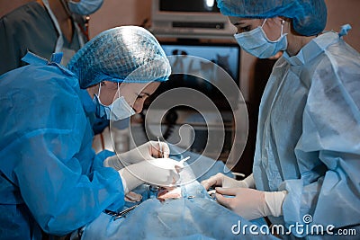 Female surgeon make operation. Vet doing the operation for sterilization. The cat on the operating table in a veterinary clinic Stock Photo