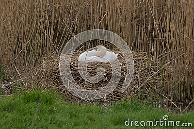 Female swan sits in a nest on eggs Stock Photo