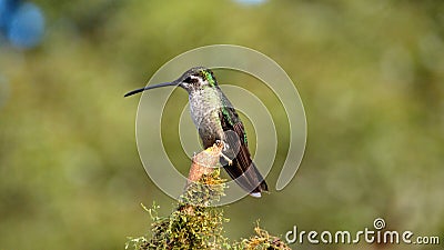 Female Talamanca hummingbird perched on a branch in Costa Rica Stock Photo