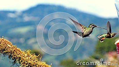 Female Talamanca hummingbird and scintillant Hummingbird in flight Stock Photo