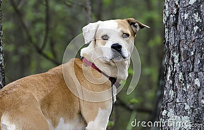 Lab Bulldog mixed breed dog with red collar, pet adoption photography Stock Photo