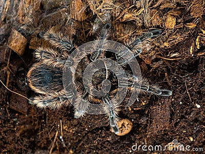 Female tarantula . Honduran Curly Hair. Tlitocatl Albopilosus or Brachypelma albopilosum. Top view, horizontal Stock Photo