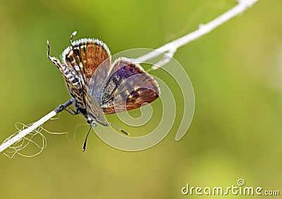 Female Tarucus balkanicus , The Balkan Pierrot or little tiger blue butterfly Stock Photo