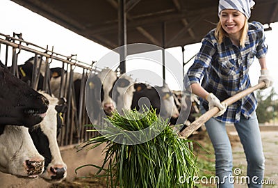 Female technician feeding cows with grass in livestock barn Stock Photo