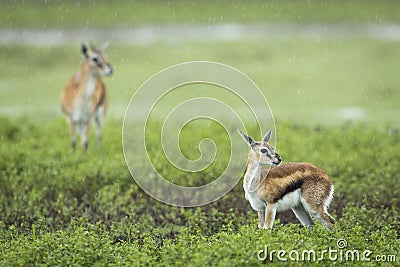 Female Thompson`s gazelle standing in rain in Ngorongoro Crater in Tanzania Stock Photo