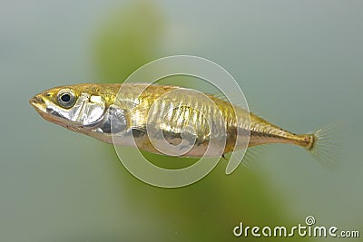 The female of three-spined stickleback fish Gasterosteus aculeatus in underwater habitat Stock Photo