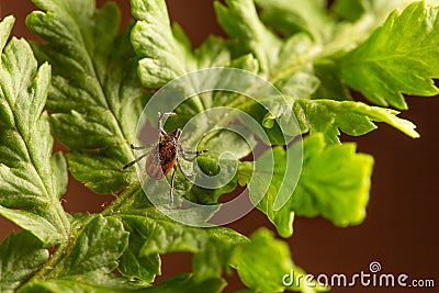 Female of the tick sitting on a leaf, brown background. A common European parasite attacking also humans. Stock Photo