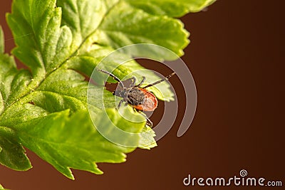 Female of the tick sitting on a leaf, brown background. A common European parasite attacking also humans. Stock Photo