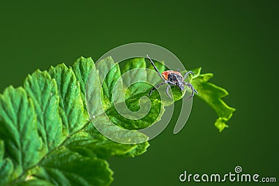 Female of the tick sitting on a leaf, green background. A common European parasite attacking also humans. Stock Photo