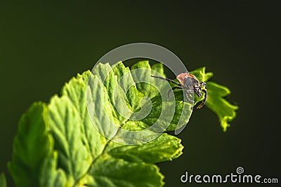 Female of the tick sitting on a leaf, green background. A common European parasite attacking also humans. Stock Photo