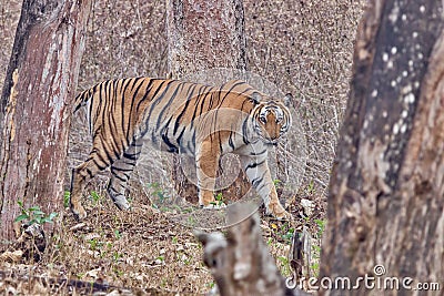 Female Tiger with ferocious look at Kabini, Nagarhole National Park, Karnataka, India Stock Photo