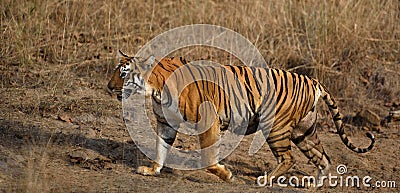 Female tiger Maya close up shot at Tadoba National Park Stock Photo