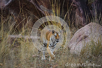 A female tiger portrait in a morning light and shadow in a nature green amidst in a jungle of kanha national park, india Stock Photo