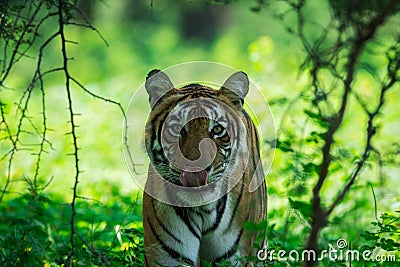 A female tiger portrait in a morning light and shadow in a nature green amidst in a jungle of ranthambore national park, india Stock Photo