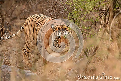 Female tiger stalking in her habitat Stock Photo