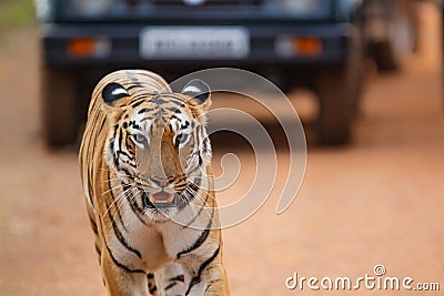 Female tiger in Tadoba NP in India Stock Photo