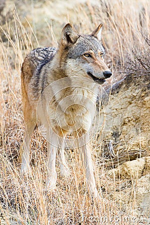 Female timber wolf portrait Stock Photo