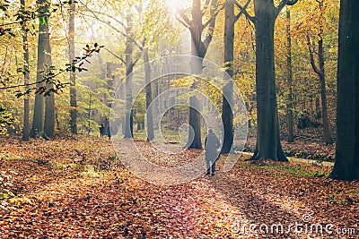 Female tourist walking in foggy autumn forest. Editorial Stock Photo