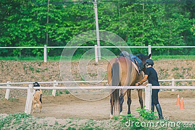 The female trainer is training the young horse for the tame in r Editorial Stock Photo