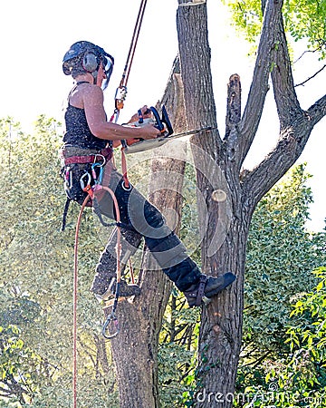 Female tree surgeon up a tree. Stock Photo