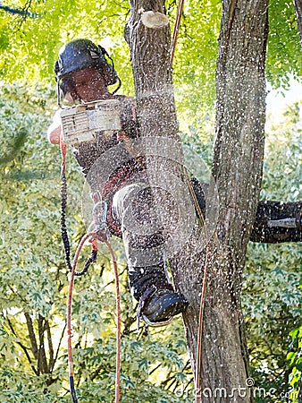 Female tree surgeon at work Stock Photo