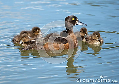 Female tufted duck with cubs on the lake Stock Photo