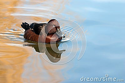 Female Tufted duck. Stock Photo